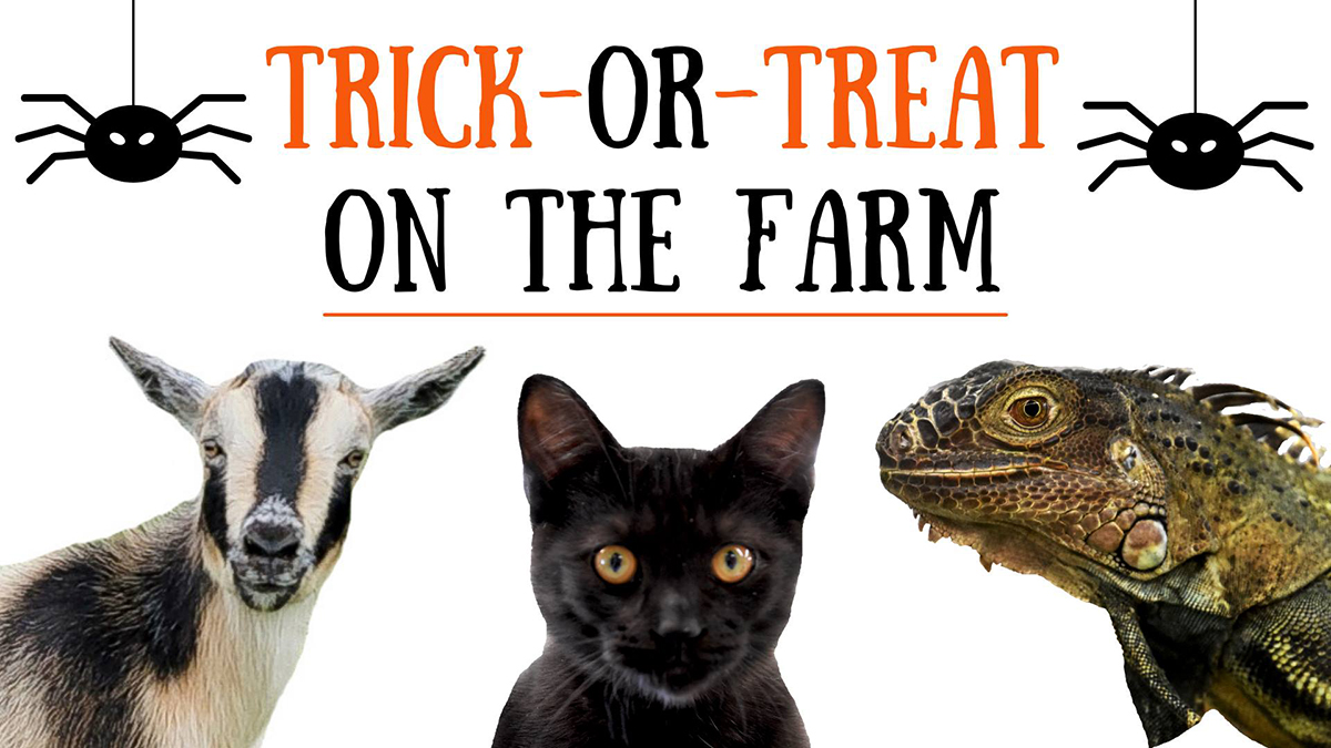 Trick-or-Treat on the Farm